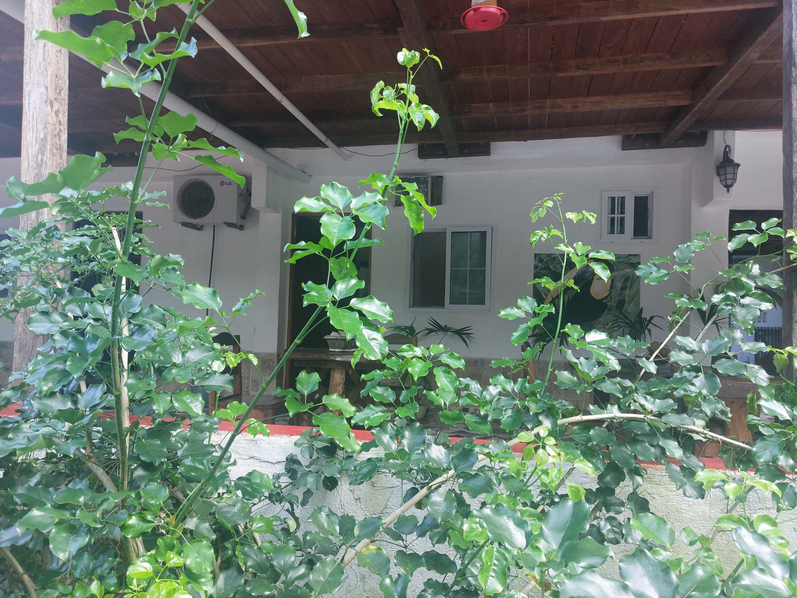 Selba Rooms